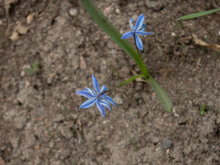 blue flowers in the garden