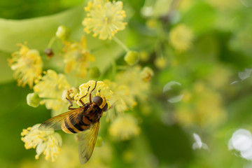 Abeille et tilleul le retour