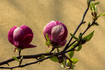 Wiosenne przebudzenie krzewu magnolii.