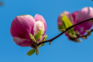 Wiosenne przebudzenie krzewu magnolii. - obrazy, fototapety, plakaty