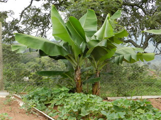 Bananeira