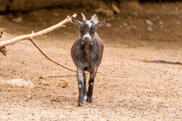 Portrait of a goat in a zoo