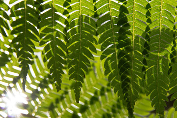 Green fern texture pattern with highlights