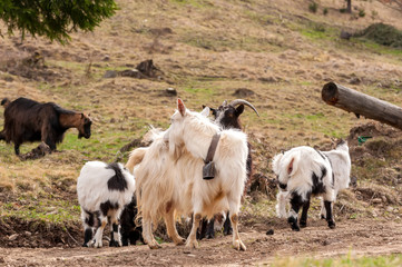 View on a goat flock standing on the fields