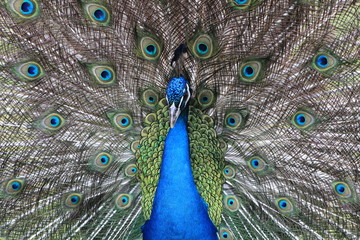 Obraz premium peacock with feathers
