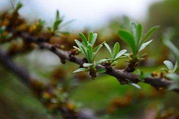 Branch with leaves and small flowers of sea buckthorn
