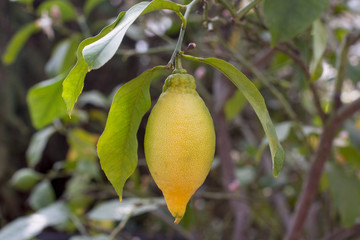 Fresh lemon growing on a tree. Orchard.