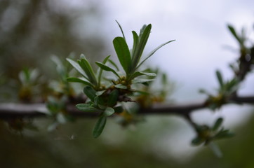 Fototapeta na wymiar Branch with leaves and small flowers of sea buckthorn