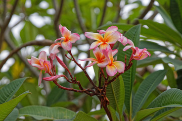 Frangipani