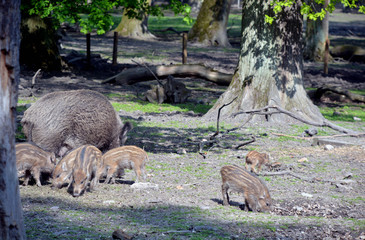 Wildschweine