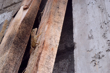 Lizard on a wooden plank