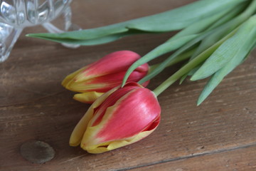 Zwei rotgelbe Tulpen, Tulips,  auf hölzernem Grund, Mannheim 17