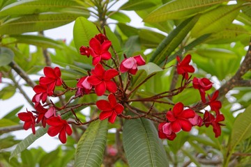 Frangipani