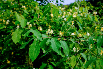 Rote Heckenkirsche / Lonicera xylosteum