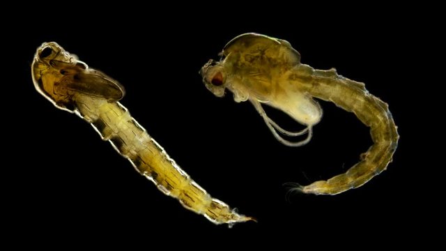 two mosquito larvae under a microscope, two different species of larvae at the pupal stage or nympha, do not eat anything and just swim in the water