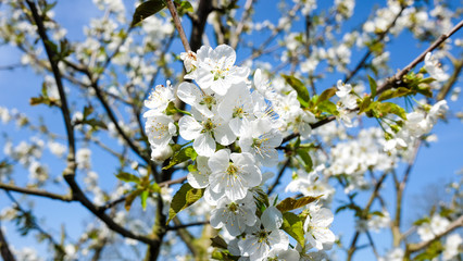 Kirschblüten  / Pruns / Kirsche