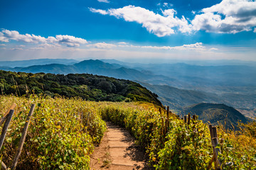 Fototapeta na wymiar Picturesque hiking trail with panoramic view of valley, hills and forest in Doi Inthanon park, Thailand