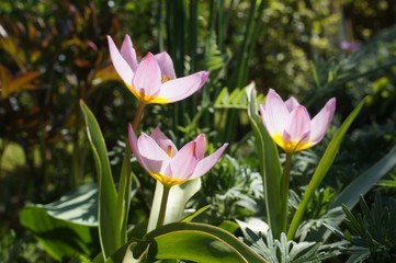 Kleine Tulpen,Mini Tulpen,Zwergtulpen,rosa,flower,pink,garden