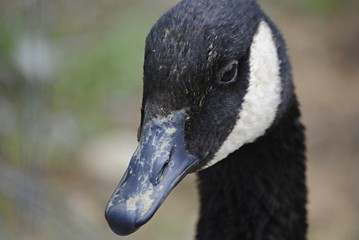 Canard