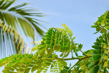 Green leaves of tropical plant with palm branch background