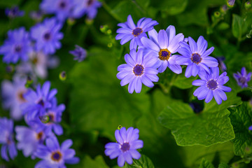 purple flowers in the garden