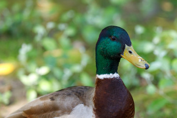 Beautiful duck walking in a park