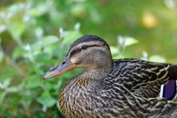 Beautiful duck walking in a park