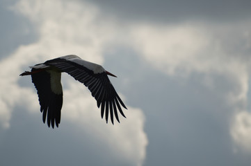 Stork in flight