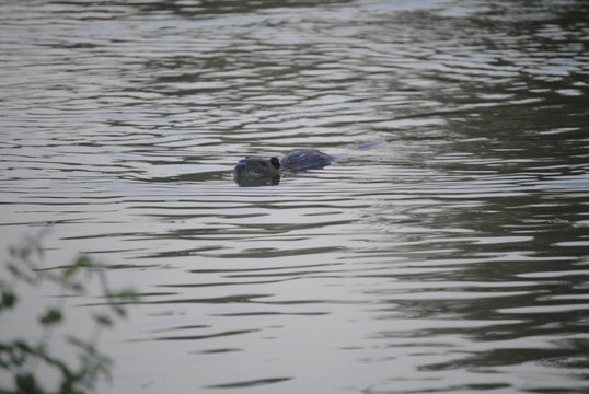 1 053 Best Ragondin Images Stock Photos Vectors Adobe Stock