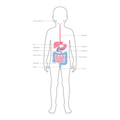 Human internal organs vector
