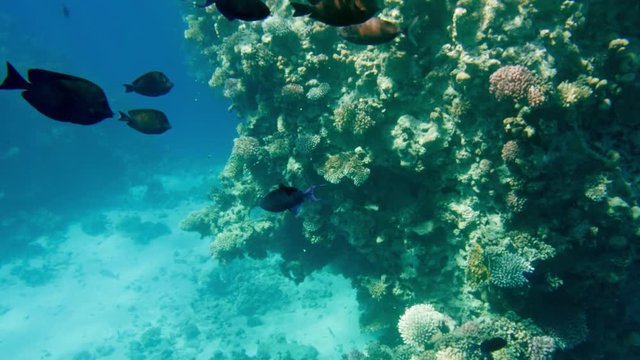 4k amazing under water footage of underwater life around coral rees. Beautiful seascape in the Red sea