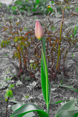 the young Bud of a Tulip in the garden, the green stem of a Tulip with a red Bud