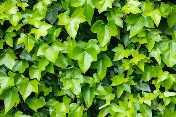 Ivy leaves to use wallpaper