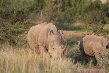 Fototapeta premium Pictures taken in Pilanesberg