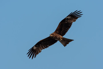 Japanese golden eagle in flight