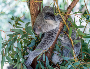 Beautiful koala seen while grabbing leaves of a tree to eat, Western Australia
