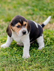 Beautiful beagle puppy on the green grass
