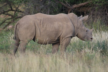 Fototapeta premium Pictures Taken in Pilannesberg