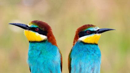 Love on the branch