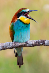 Beautiful bee-eater is opening its peak