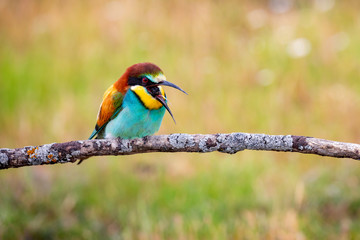 Bee-eater regurgitating a pellets