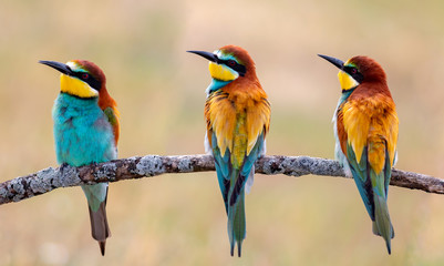 Meeting of four bee-eaters