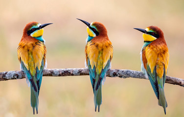 Meeting of four bee-eaters