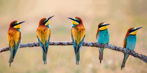 Meeting of four bee-eaters