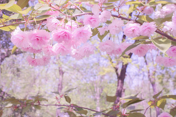 Fabulous beautiful landscape. Soft pink flowers of Japanese sakura and branches with leaves on a blurred pink and purple background. Beautiful spring backdrop.