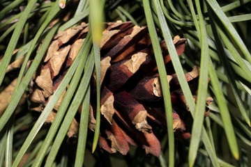 pine cone on a branch