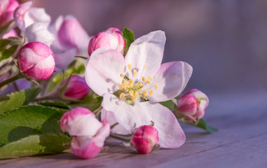 Naklejka na ściany i meble Soft pink flowers of apple tree lie on a wooden gray table on a blurred purple and pink background. Beautiful spring bokeh backdrop.