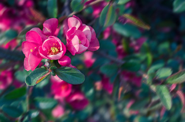 Bright pink flowers of japanese quince and laves on a blurred dark green background. Beautiful spring bokeh backdrop.