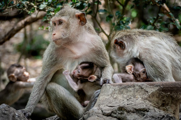 baby monkey under mother protection. The monkey family with shaggy orange fur and human like expression