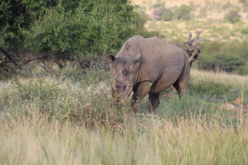 Fototapeta premium Pictures Taken in Pilannesberg
